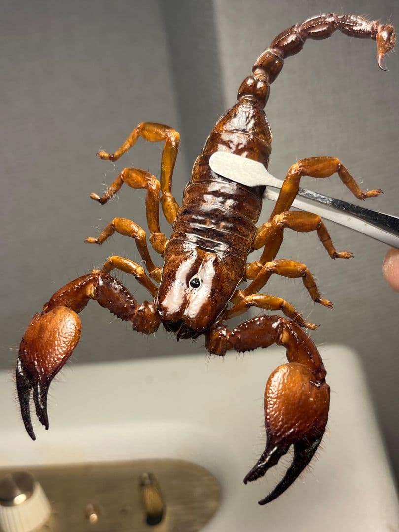 【艶美標本】オソレサソリ属のサソリ？ ダイオウサソリ いきもの大図鑑タランチュラ