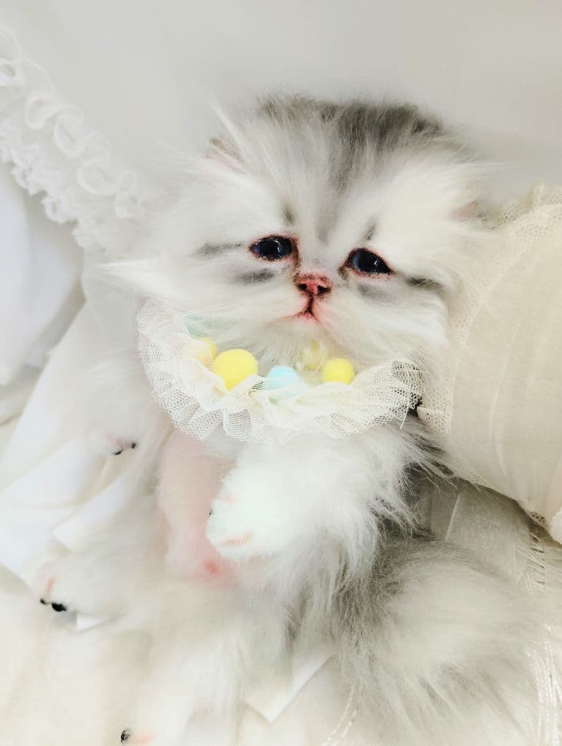 ♡さぁや♡ちゃんオーダー❤やわむぎゅ子猫ちゃん❤アートドール♡ぬいぐるみ♡