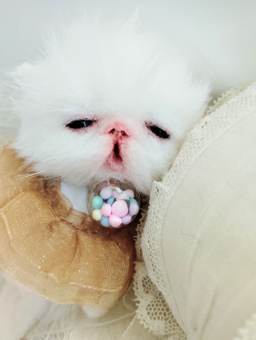 ♡さぁや♡ちゃんオーダー❤やわむぎゅ子猫ちゃん❤アートドール♡ぬいぐるみ♡