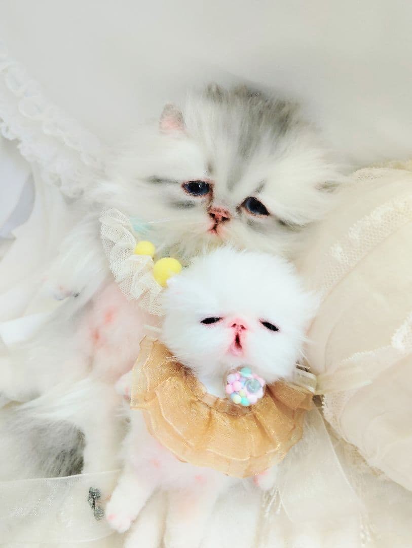 ♡さぁや♡ちゃんオーダー❤やわむぎゅ子猫ちゃん❤アートドール♡ぬいぐるみ♡