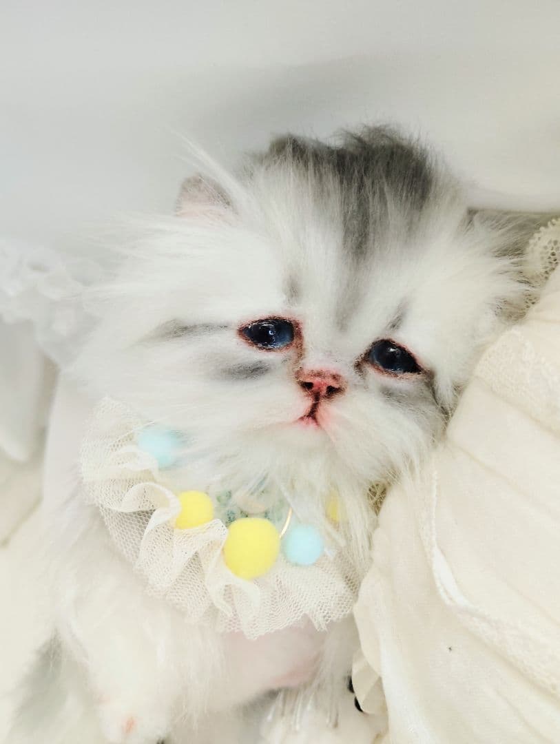 ♡さぁや♡ちゃんオーダー❤やわむぎゅ子猫ちゃん❤アートドール♡ぬいぐるみ♡