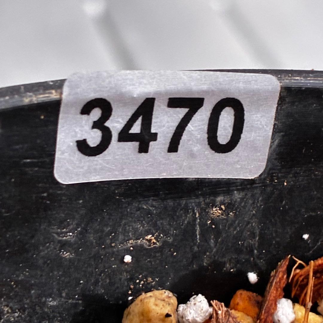 か*l様 3470☘️希少☘️花付☘️特濃グリーンゴールド系⭐️グリーンリップ⭐