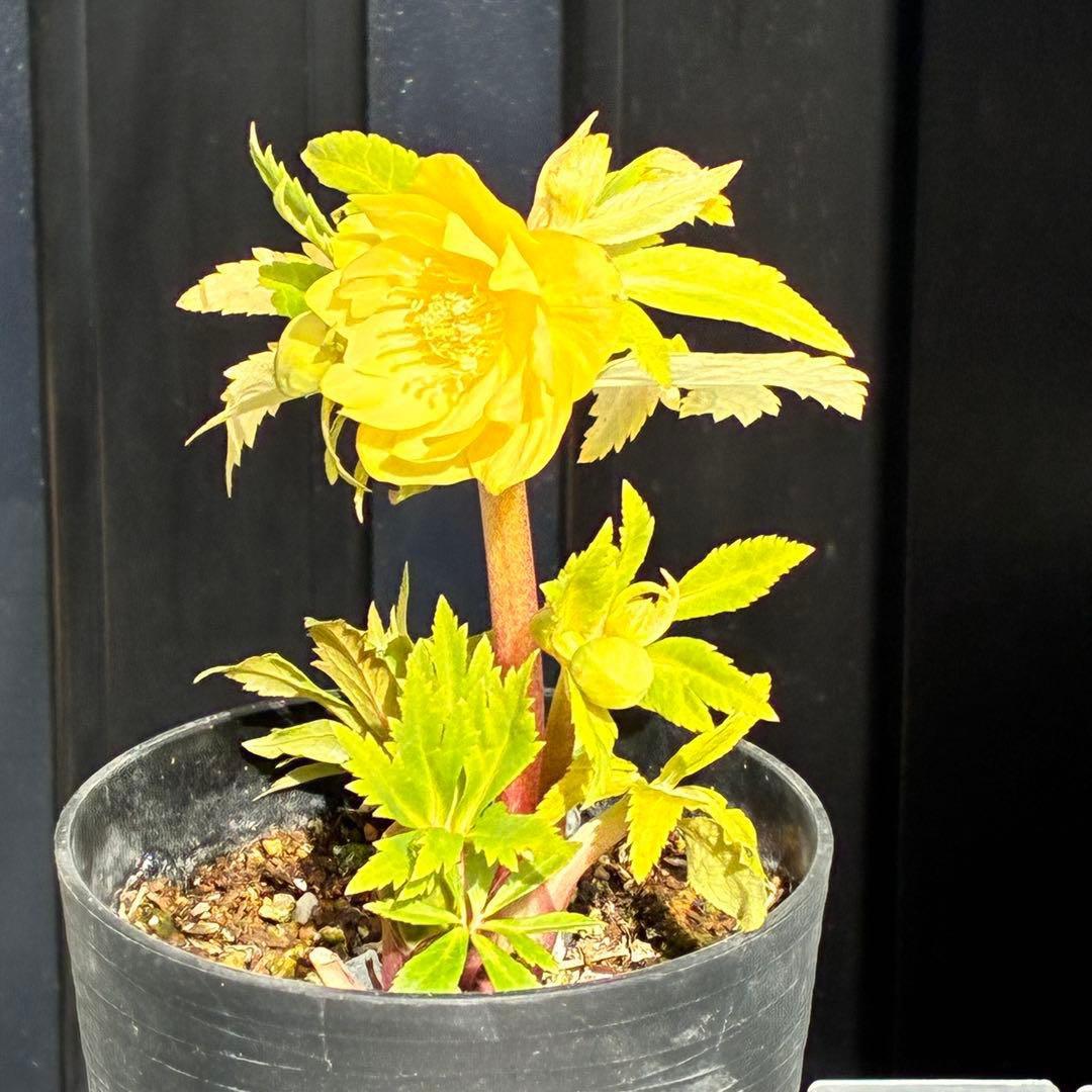 か*l様 3470☘️希少☘️花付☘️特濃グリーンゴールド系⭐️グリーンリップ⭐