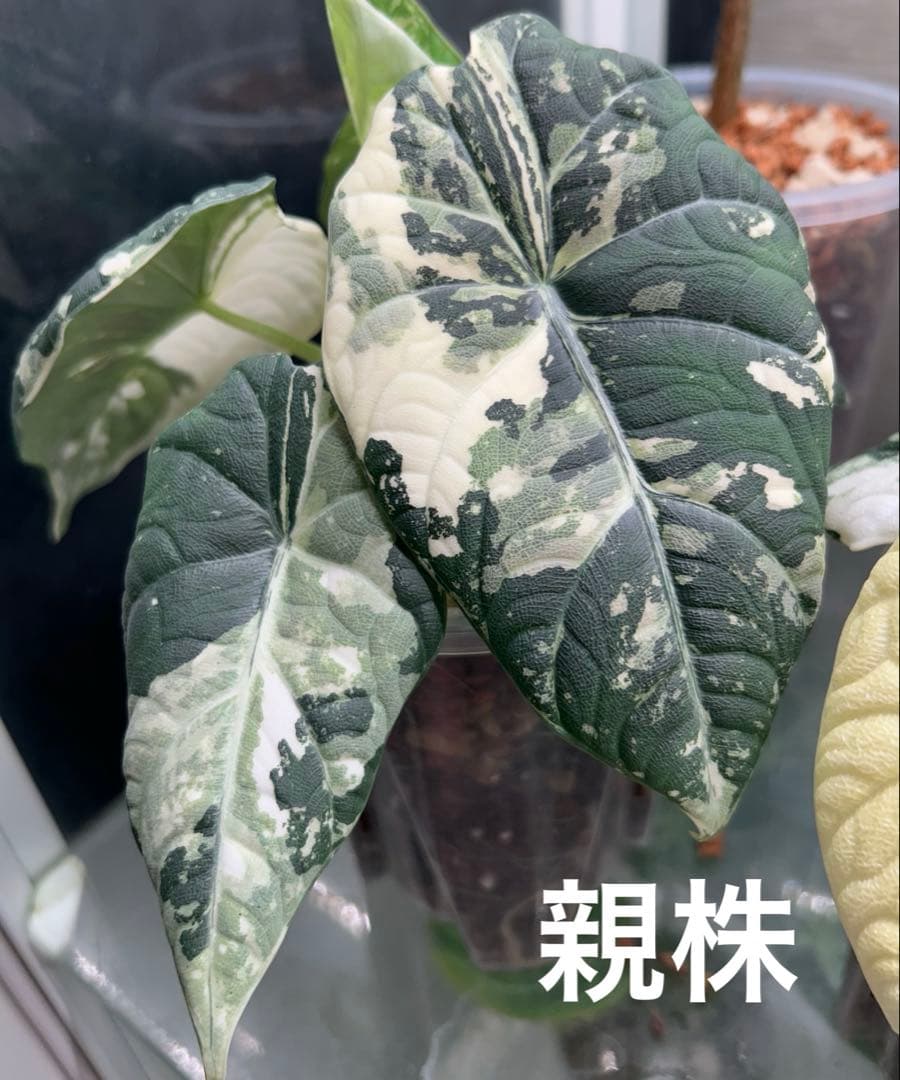 アロカシア　マハラニ　斑入り　②