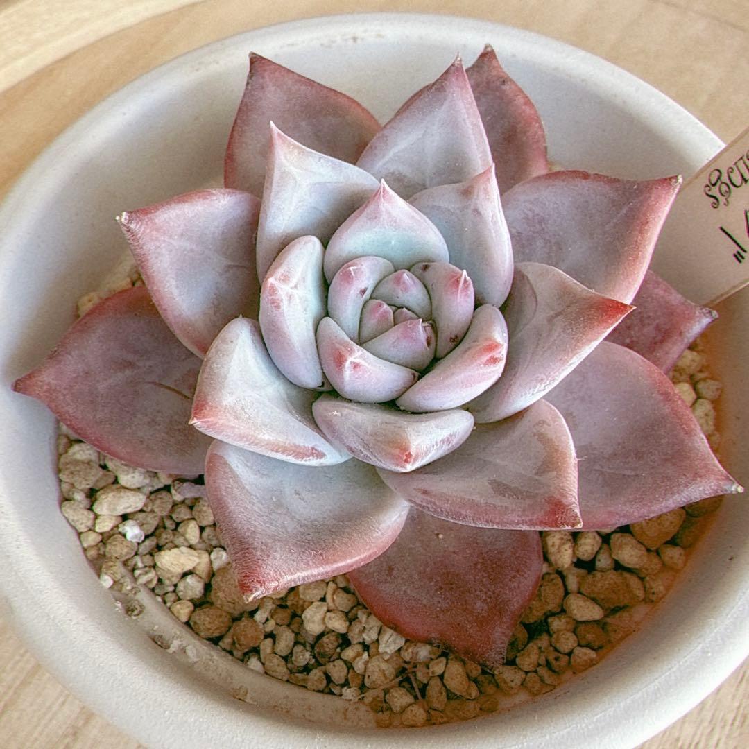 ピーチメルバ 実生 beehouseさん