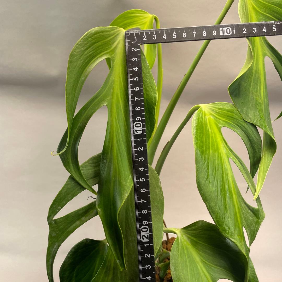 ア*)様 モンステラ バールマルクスフレーム　L008