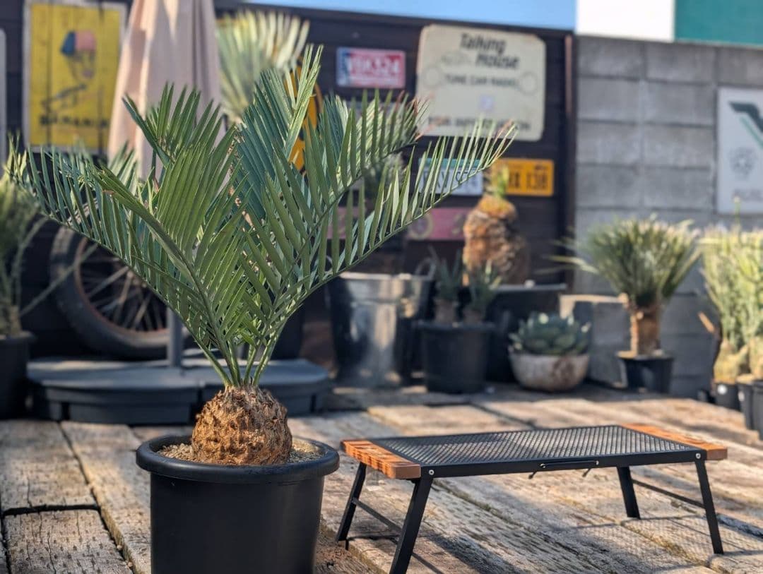 ハヤ特大株 エンセファラルトス プリンセプス １５センチ株 超丸々