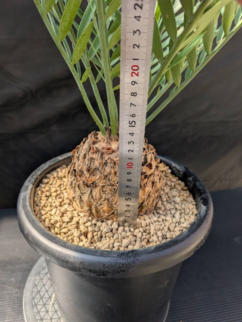 ハヤ特大株 エンセファラルトス プリンセプス １５センチ株 超丸々