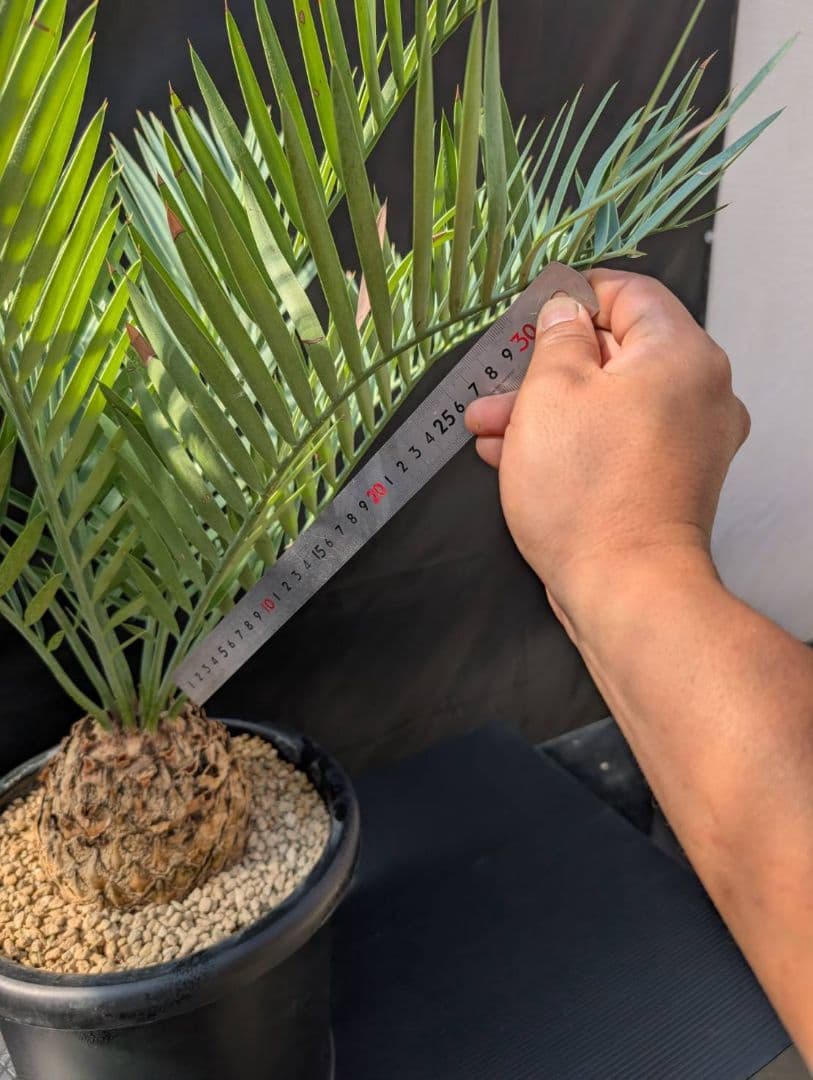 ハヤ特大株 エンセファラルトス プリンセプス １５センチ株 超丸々