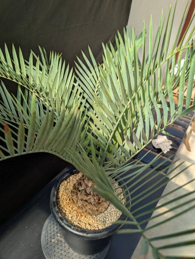 ハヤ特大株 エンセファラルトス プリンセプス １５センチ株 超丸々