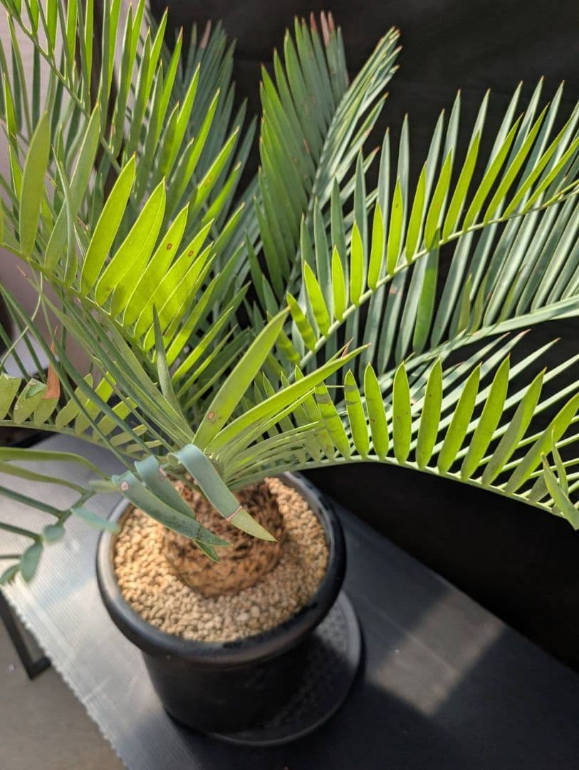 ハヤ特大株 エンセファラルトス プリンセプス １５センチ株 超丸々