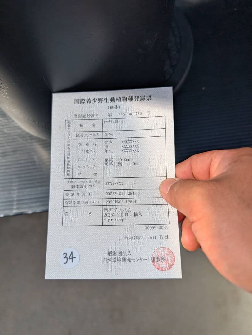 ハヤ特大株 エンセファラルトス プリンセプス １５センチ株 超丸々