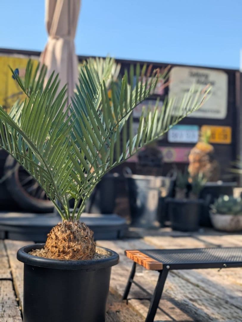 ハヤ特大株 エンセファラルトス プリンセプス １５センチ株 超丸々