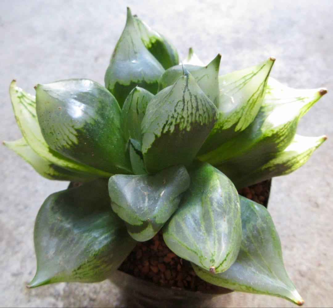 *.裏般若 B型コンプトミュータント *.ハオルシア *ハオルチア *多肉植物*