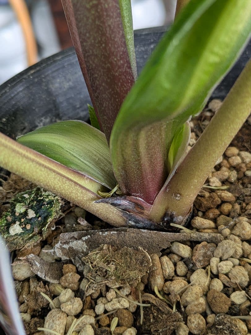 ✨13周年感謝価格 ✨クリスマスローズダブル