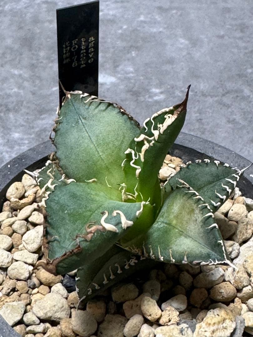 アガベチタノタ悪魔君