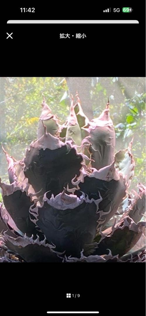 アガベチタノタ悪魔君