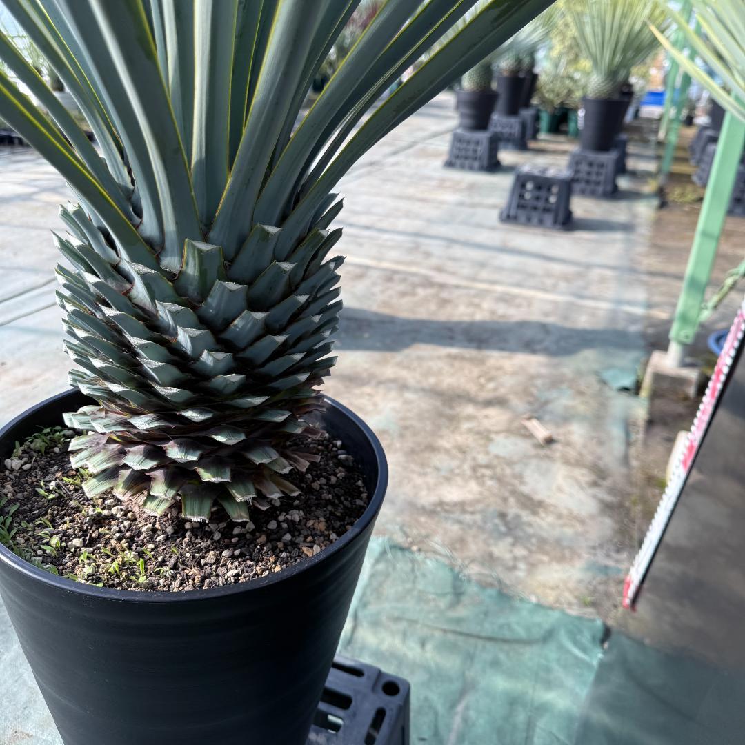 【AL847】ユッカ　リギダ　超ブルー個体　※専用商品