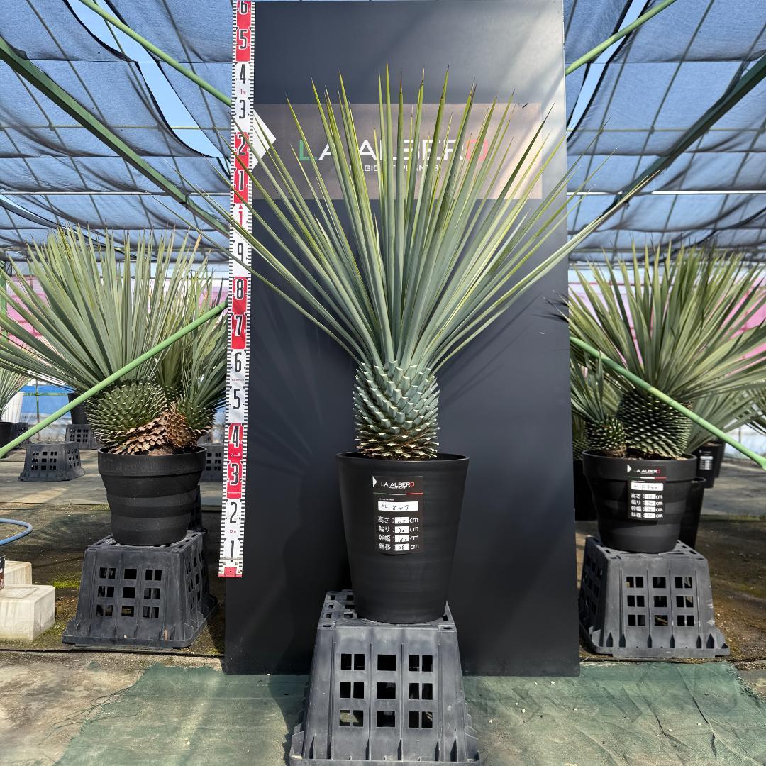 【AL847】ユッカ　リギダ　超ブルー個体　※専用商品