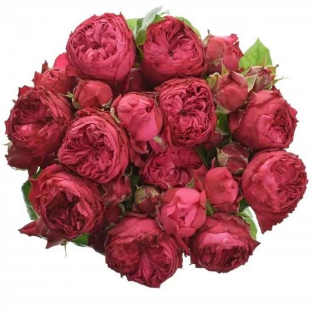 花切品種苗　バラ苗　レアバラ