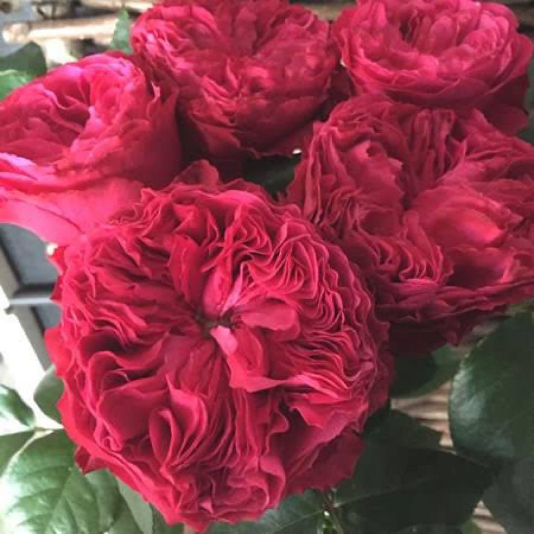 花切品種苗　バラ苗　レアバラ