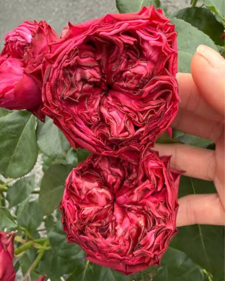 花切品種苗　バラ苗　レアバラ