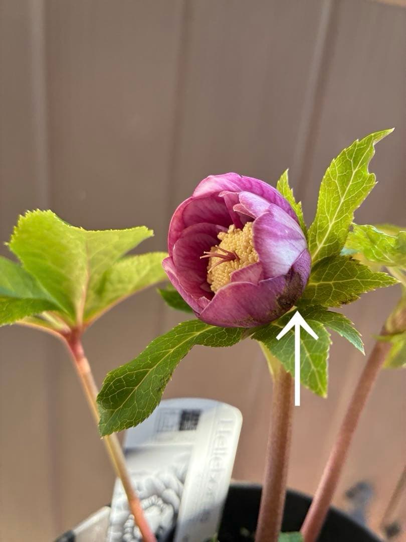 ♡広瀬園芸♡美少女ピンク白抜け　ソレイユ系