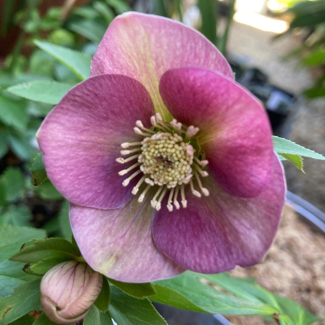 クリスマスローズ　ピンク絞り模様入り上向き咲き