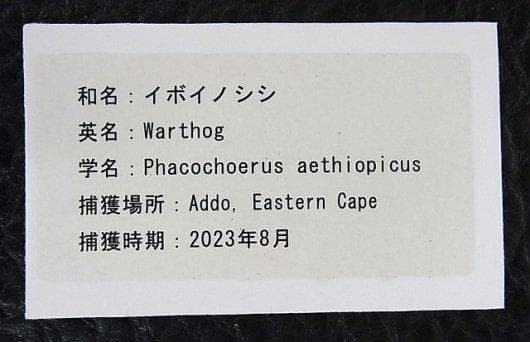 アフリカ便！高品質 イボイノシシ 成獣の頭骨（XLサイズ）※捕獲データ付