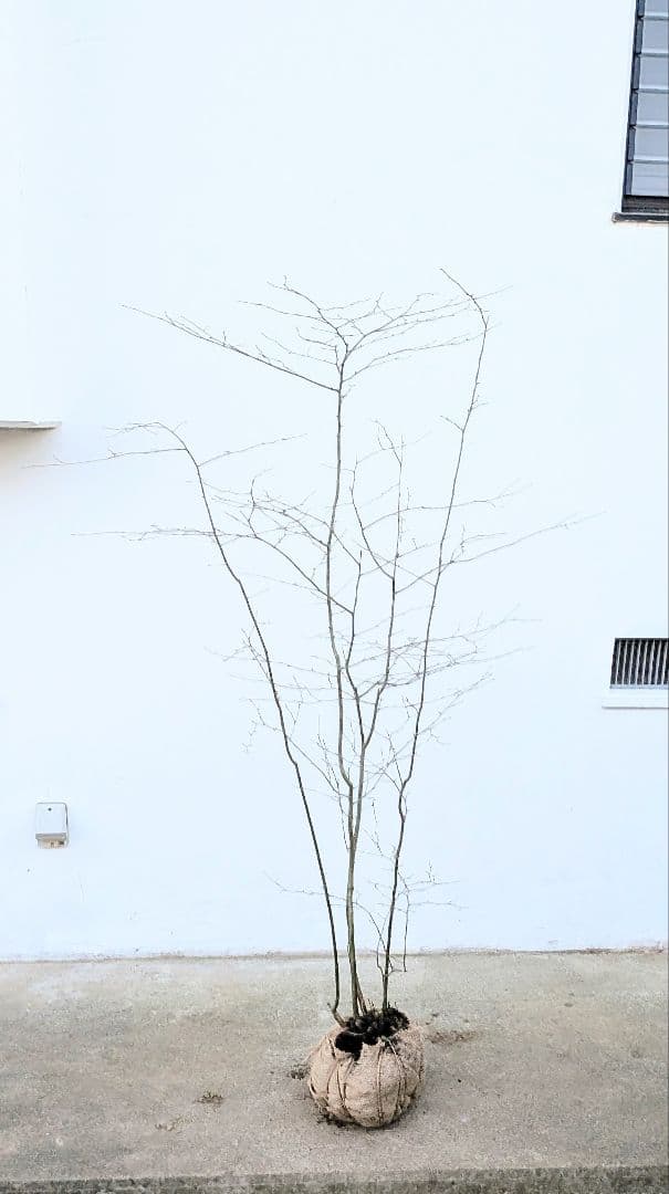 秀。山採りアオハダ。