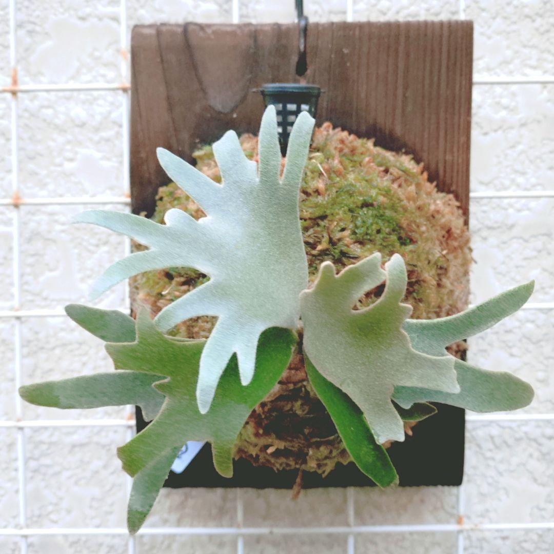 ビカクシダ P.willncky dwarf 'nano' spore