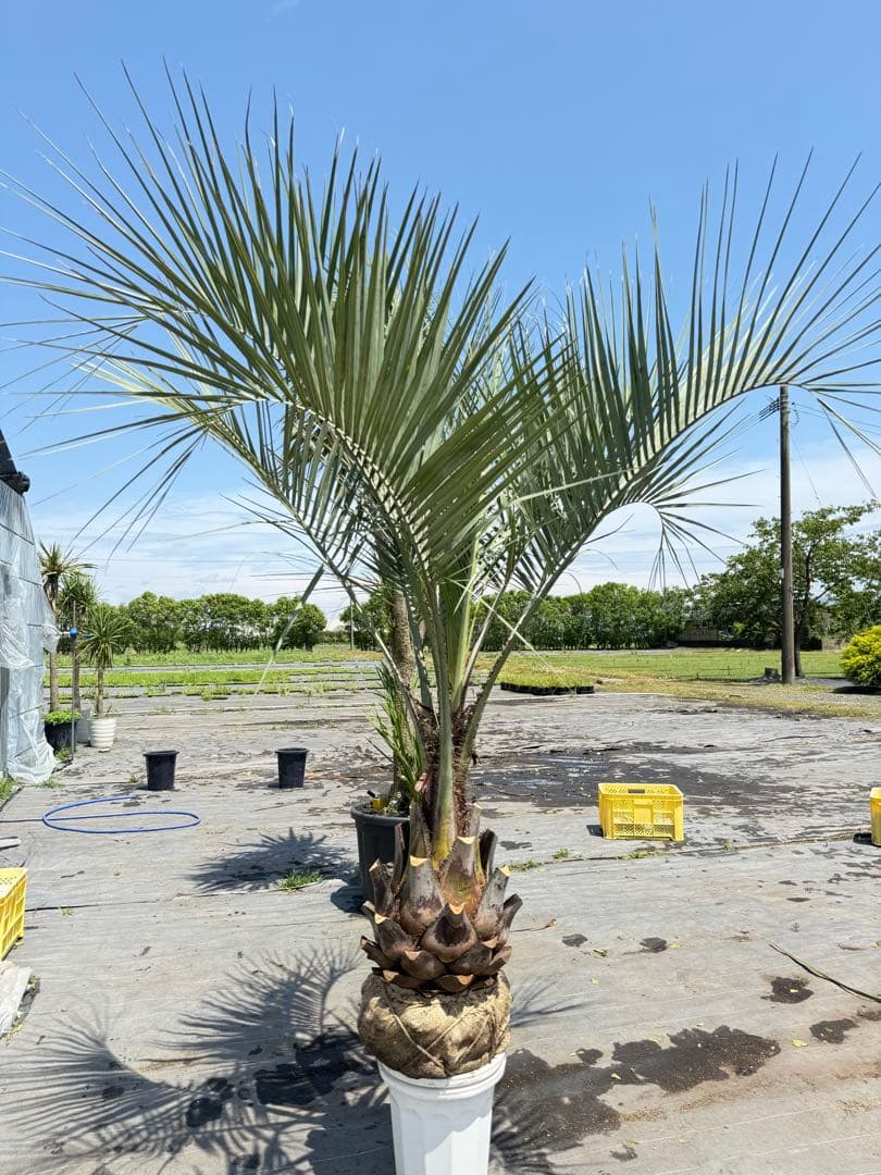 ココスヤシシルバーリーフ 【極太】葉先210cm 幹回り110cm 幹高50cm