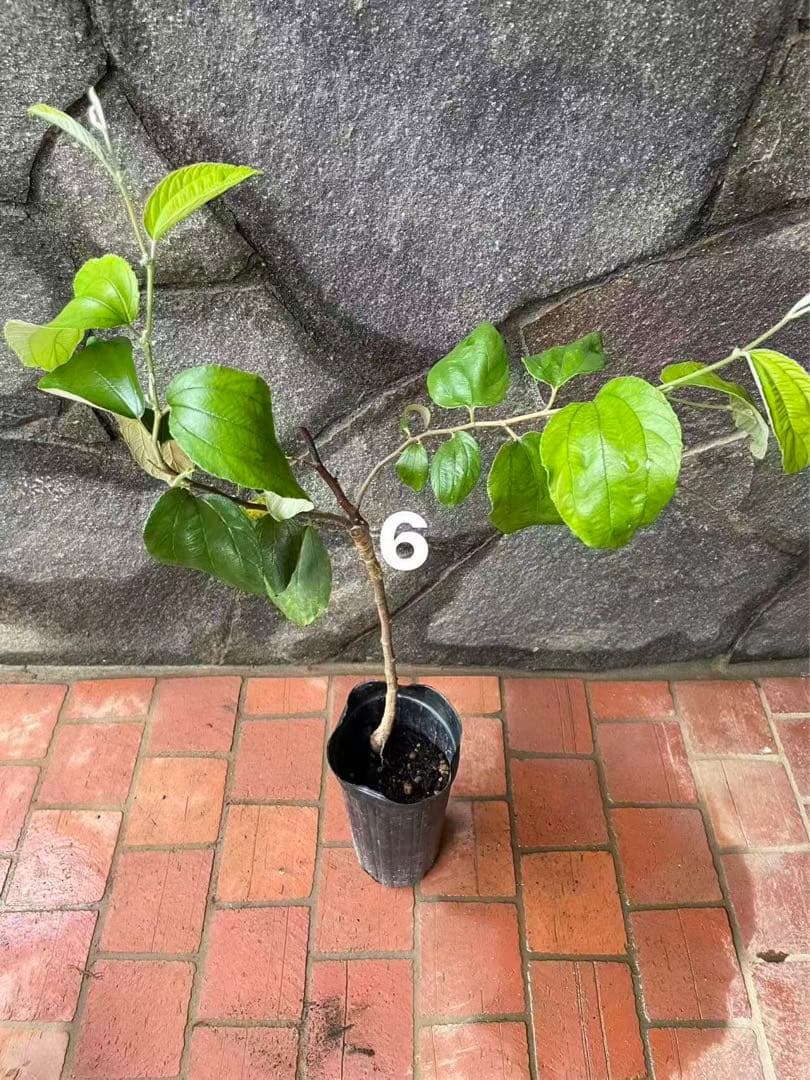 在庫処分　愛車の家&Smile Golfページ