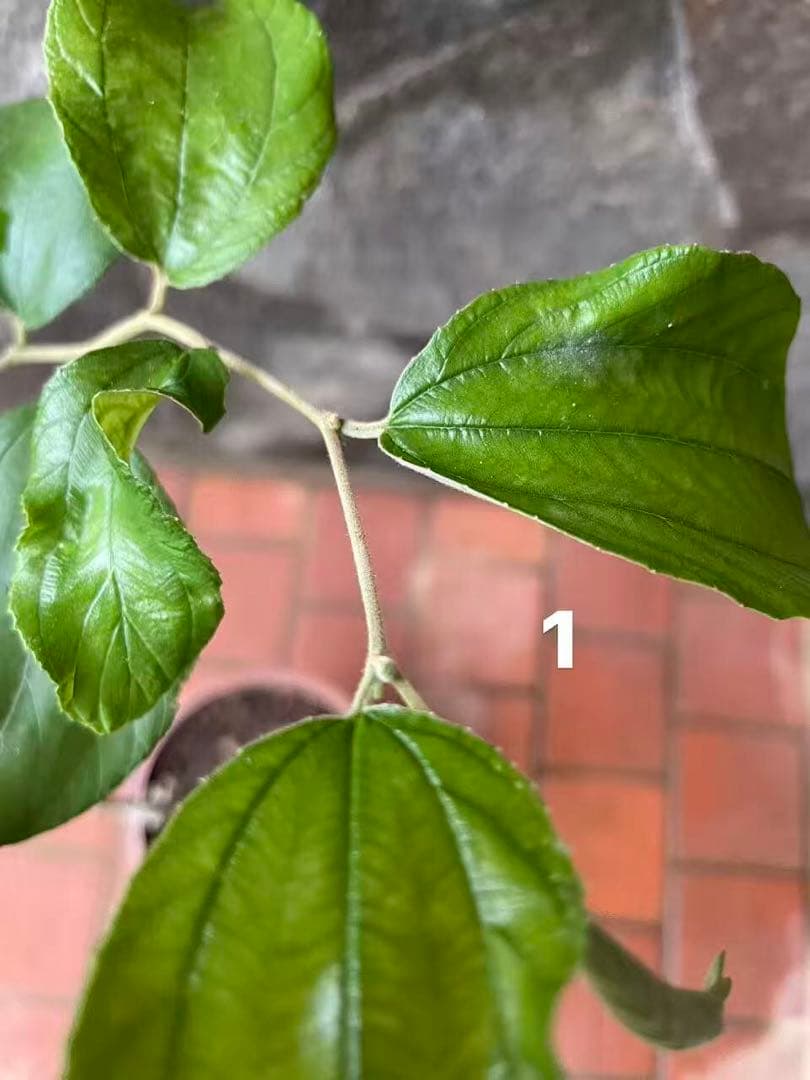 在庫処分　愛車の家&Smile Golfページ