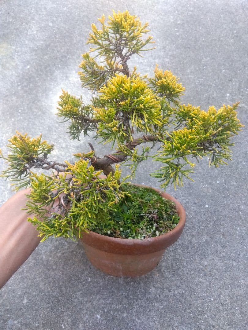 黄金真柏　盆栽　５号陶器鉢つき　螺旋状曲がり❗　か