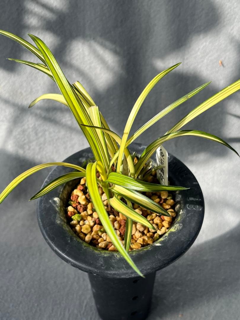 韓国春蘭　『金玉満堂』6本立　日本春蘭　中国蘭　東洋蘭　山野草　多肉植物　盆栽