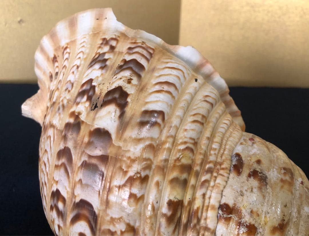 《R》法螺貝 ホラ貝 山伏 法具 和楽器 全長約39㎝　260105か4