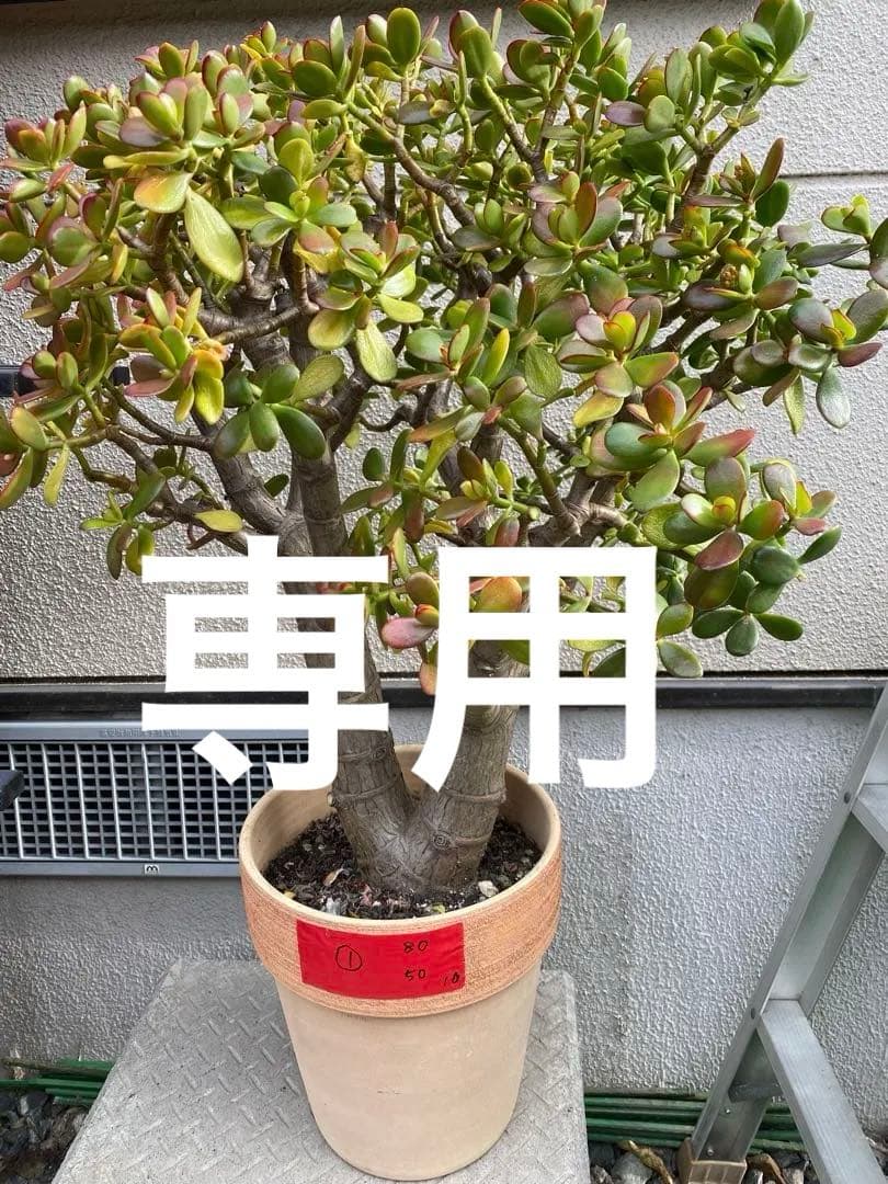 ①金のなる木（花芽付き）極太