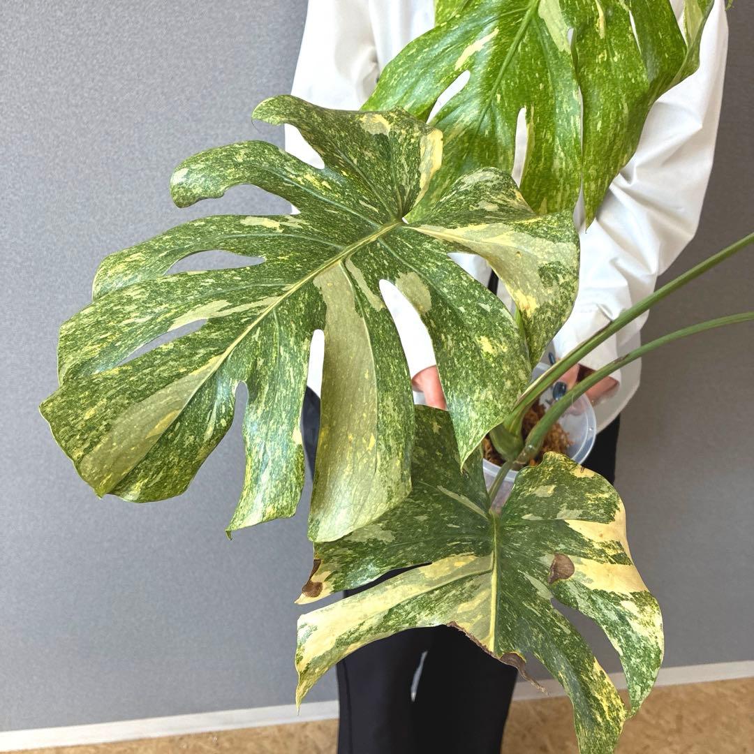 超絶希少❗️モンステラ　デリシオーサ　グリーンスノー✨