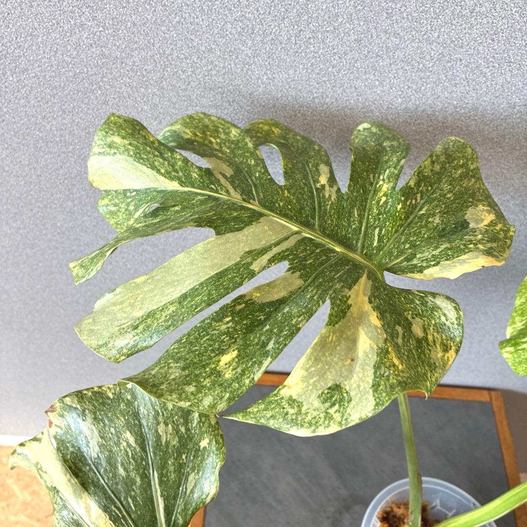 超絶希少❗️モンステラ　デリシオーサ　グリーンスノー✨