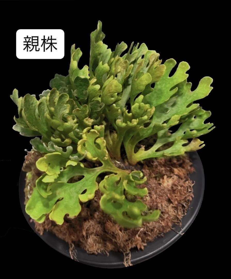 ビカクシダ リドレイ ドワーフ シルバー 小株　R-7