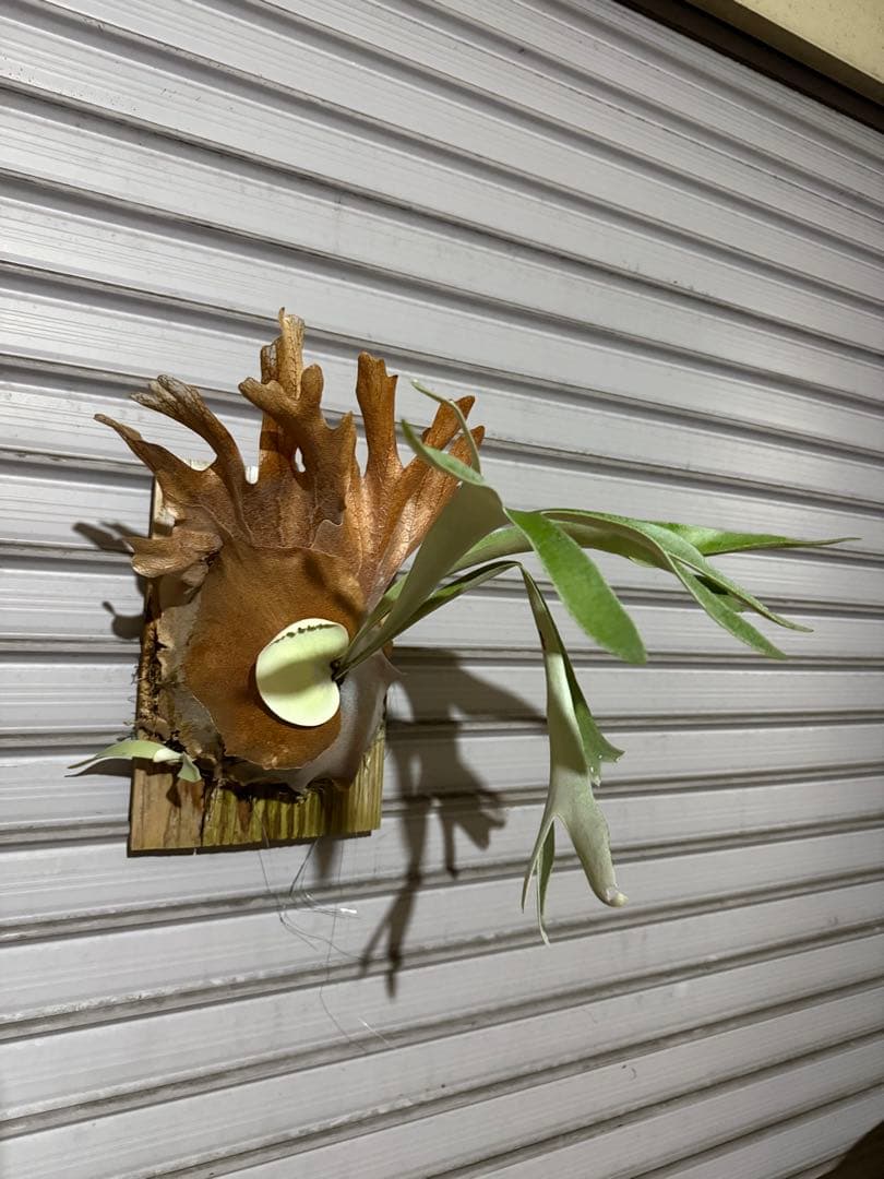 P.Paul whiter ビカクシダ ポールホワイター