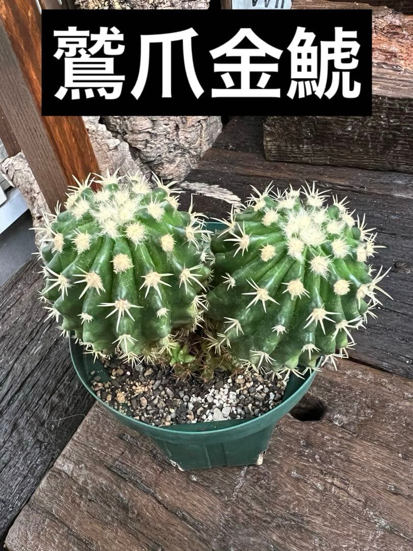 鷲爪金鯱 胴切り株 二頭立ちサボテン