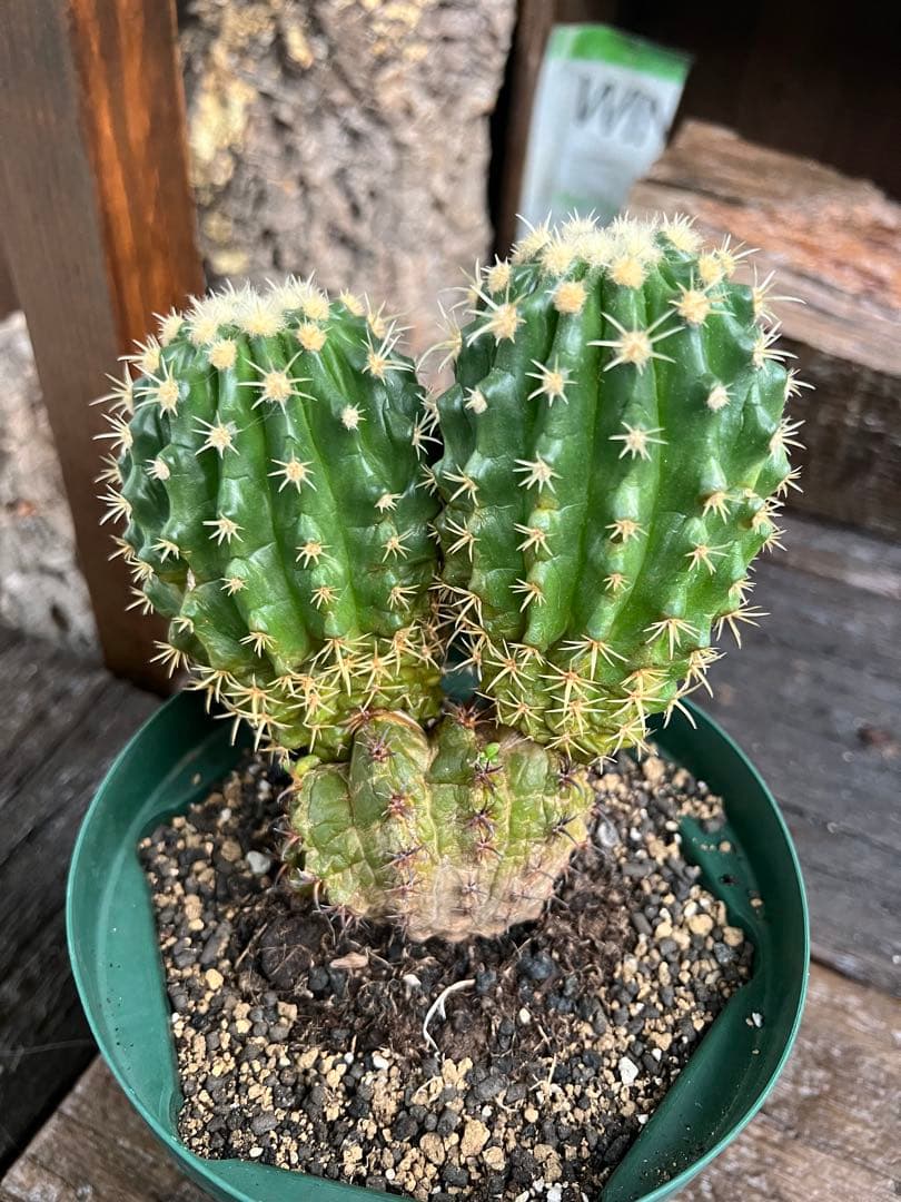 鷲爪金鯱 胴切り株 二頭立ちサボテン