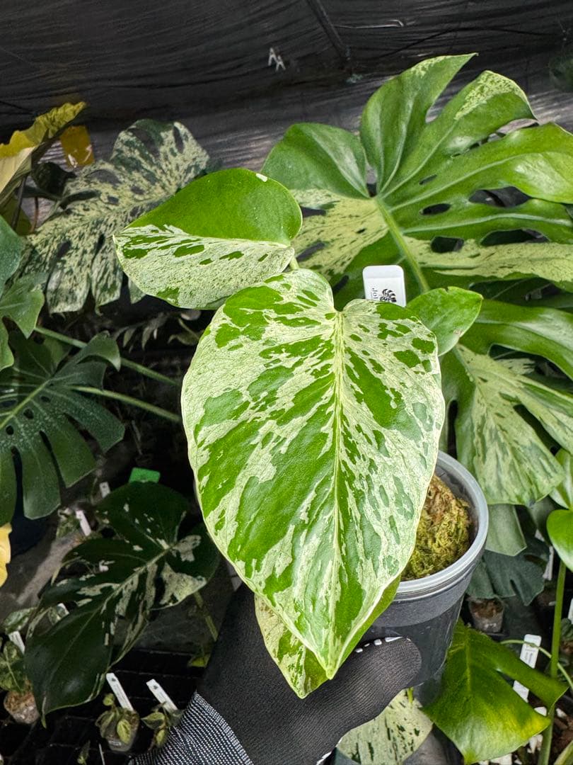 B2 モンステラ　デリシオーサ　ベトシオーサ