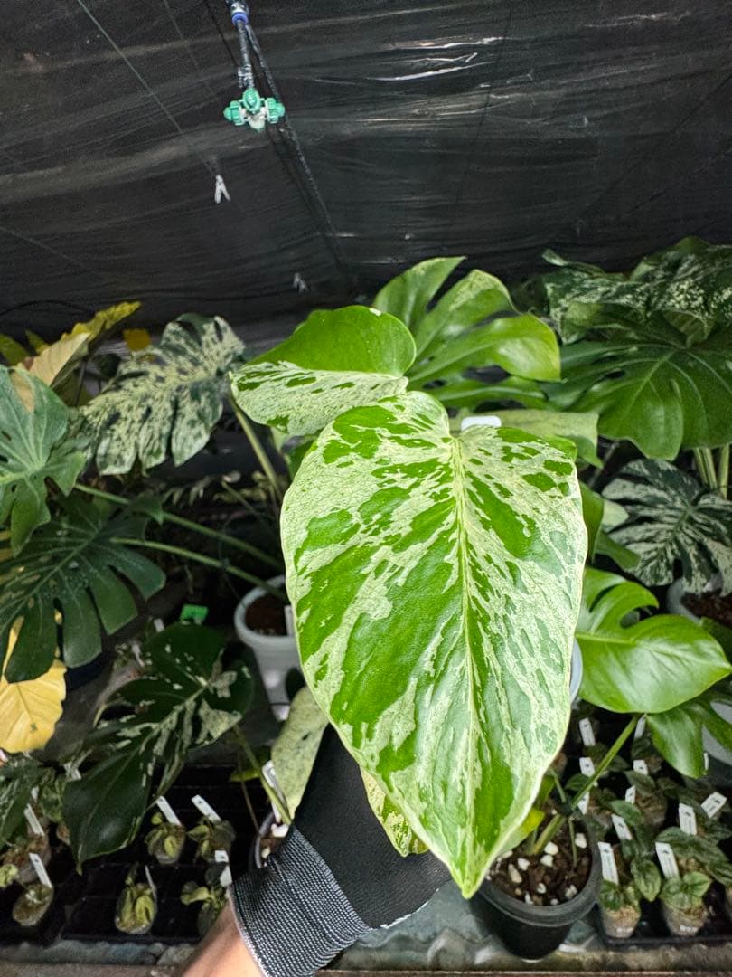 B2 モンステラ　デリシオーサ　ベトシオーサ