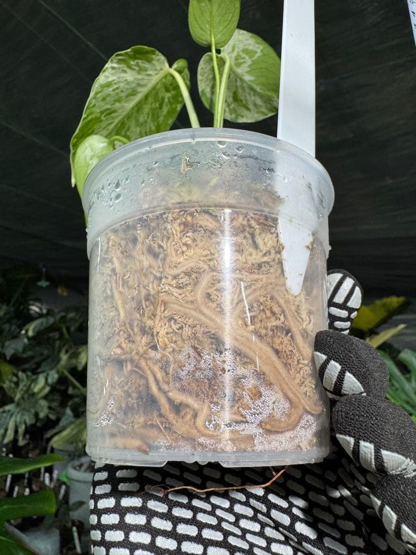 B2 モンステラ　デリシオーサ　ベトシオーサ