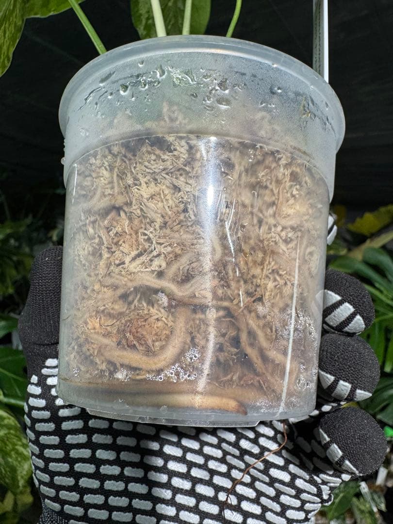 B2 モンステラ　デリシオーサ　ベトシオーサ