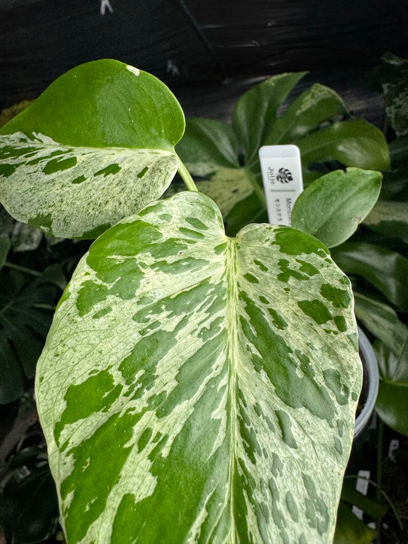 B2 モンステラ　デリシオーサ　ベトシオーサ