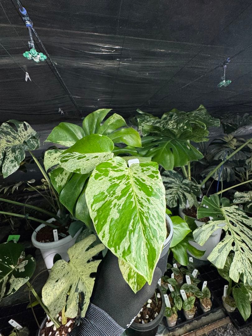 B2 モンステラ　デリシオーサ　ベトシオーサ